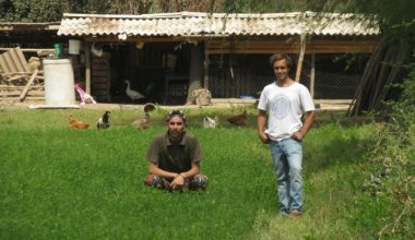 Animales felices: Emprendedores UAI apuestan por huevos de gallinas libres a precios justos